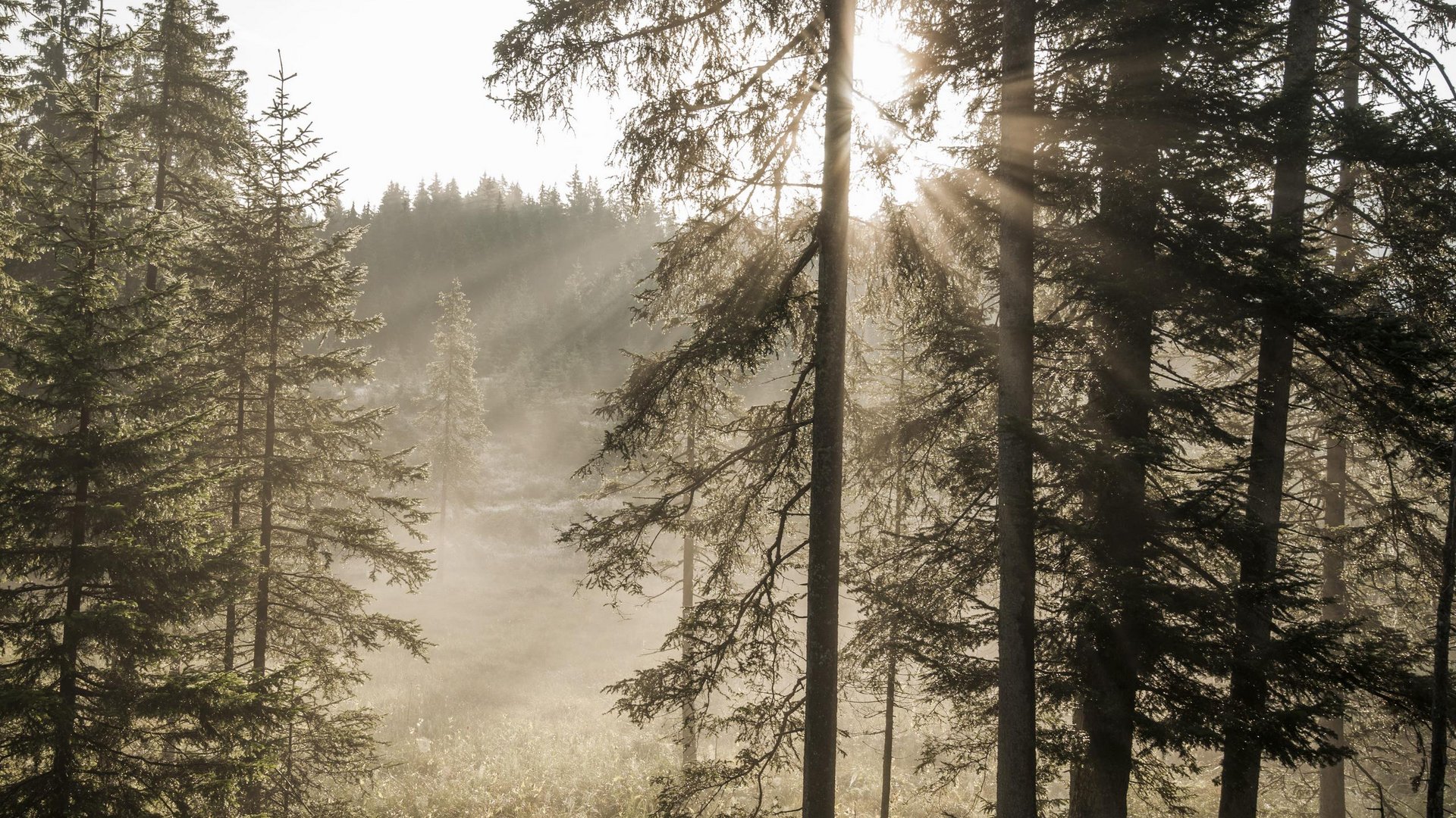 Sonnenschein zwischen den Bäumen der Tiroler Alpen