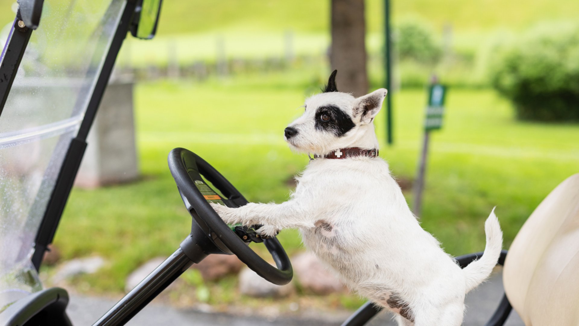 Hund in einem Golfcaddy im Golfhotel Posthotel Achenkirch